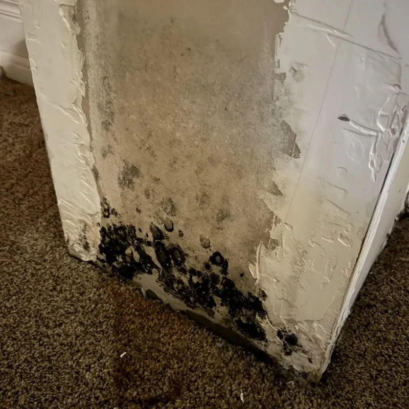 Professional Mold Removal in Saint Hedwig, TX